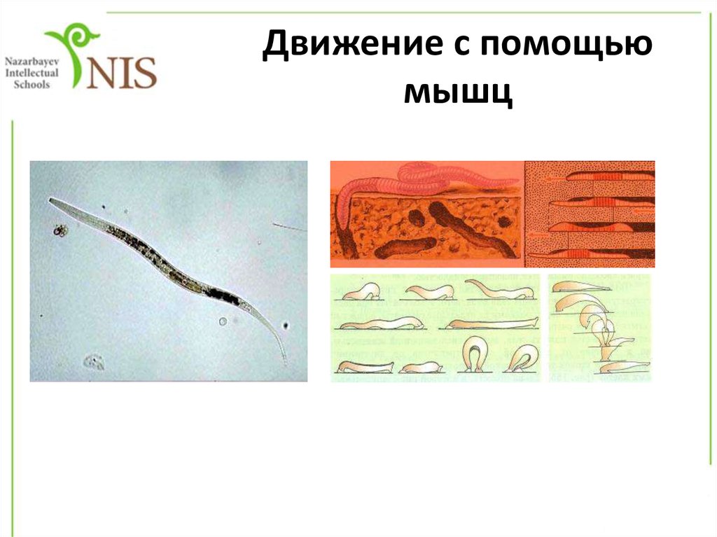 Эволюция беспозвоночных животных 8 класс. Движение с помощью мышц. Органы движения беспозвоночных. Способы движения беспозвоночных животных. Позвоночные органы передвижения.