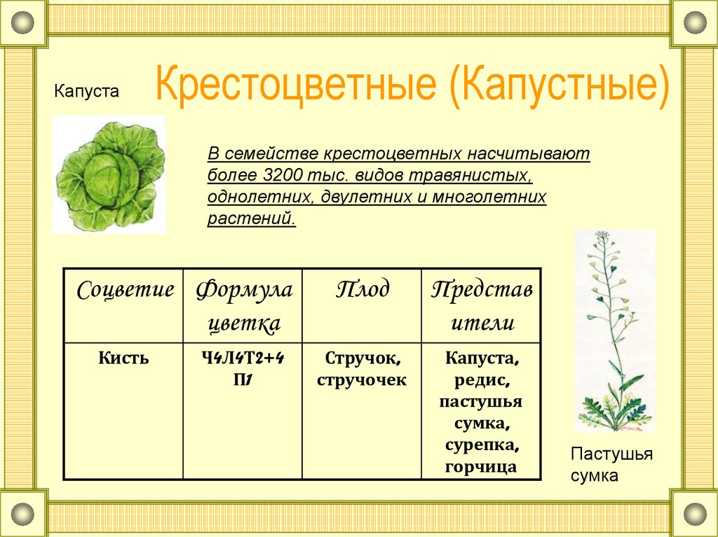 Капустные растения примеры крестоцветные