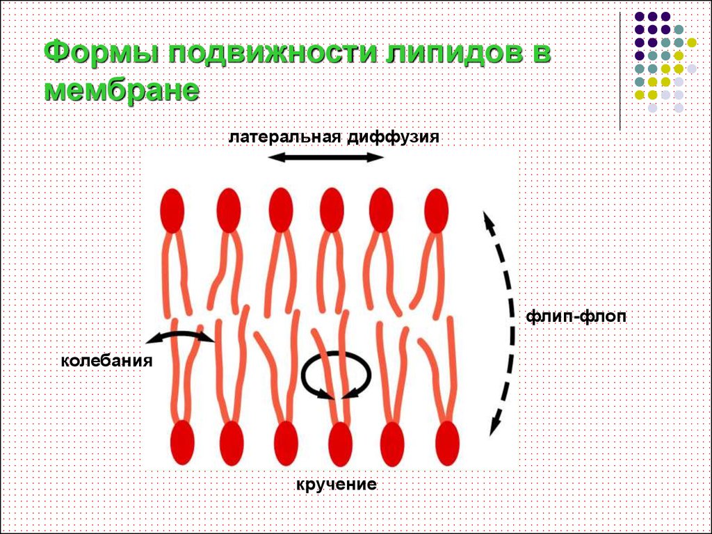 Диффузия мембраны. Диффузия липидных молекул в мембранах латеральная флип флоп. Движение фосфолипидов в мембране. Флип-флоп переход липидов. Подвижность фосфолипидов в мембранах.