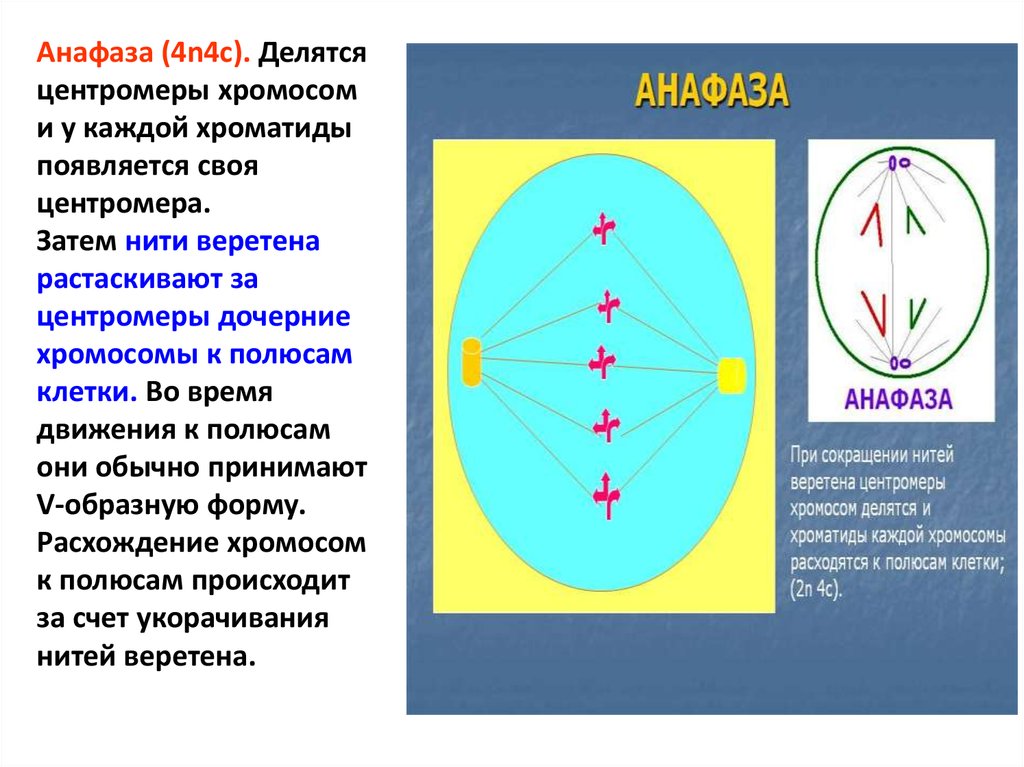 Хромосомы расходятся к полюсам клетки