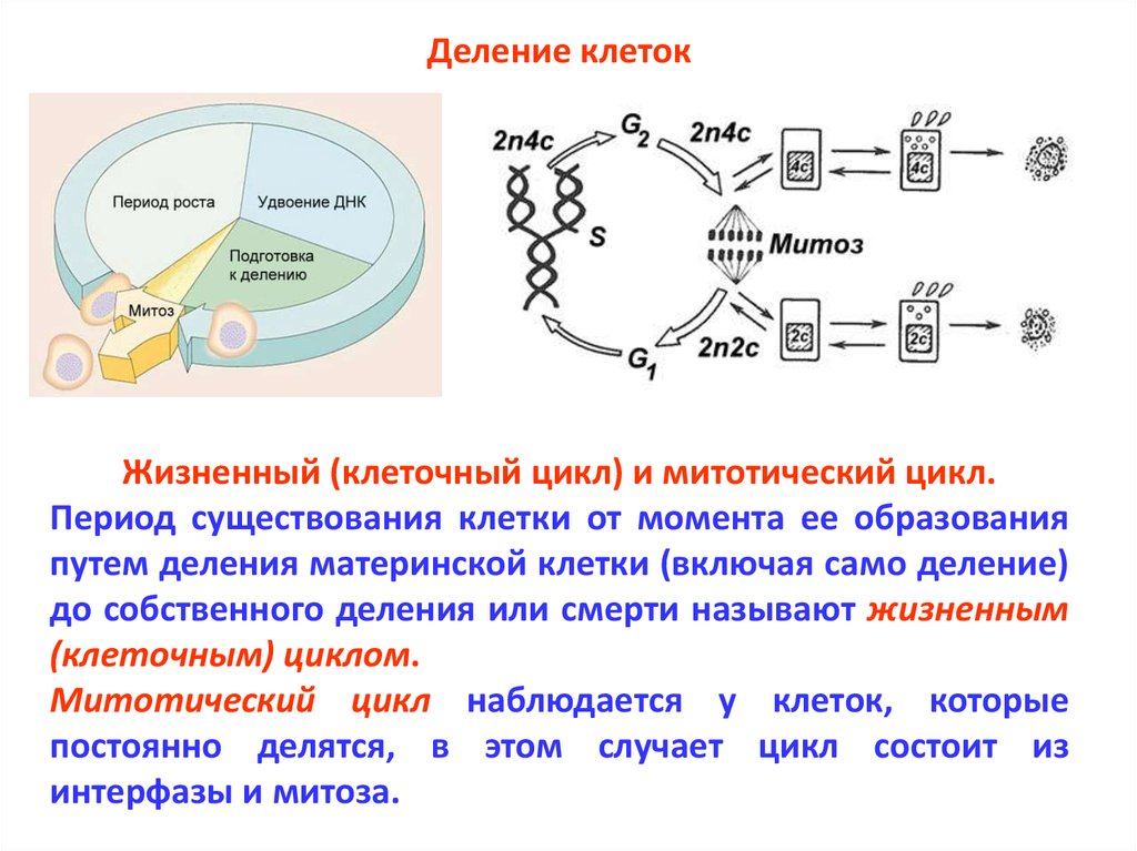 Деление клетки митотический цикл. Митотический цикл клетки периоды. Картограмма жизненного цикла клетки. Жизненный цикл клетки митоз. Жизненный цикл клетки кариокинез.
