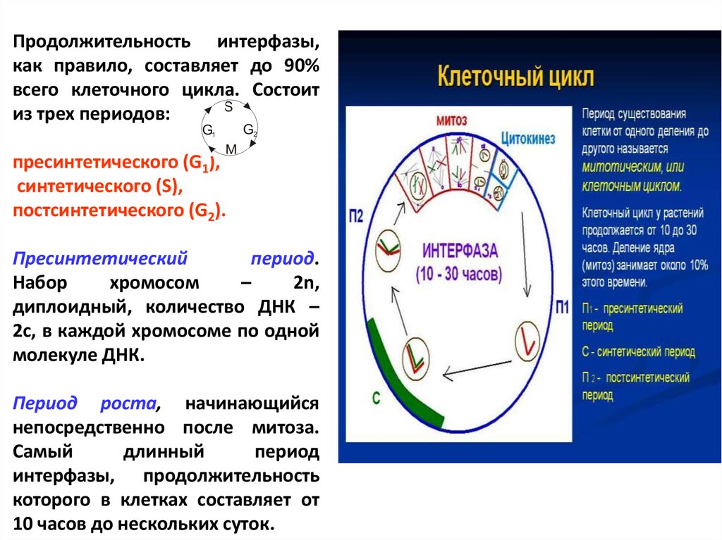 Жизненный цикл клетки пресинтетический период. Хромосный набор g1 s клеточный цикл. Клеточный цикл набор хромосом. Клеточный цикл митоз. 3 этапа интерфазы