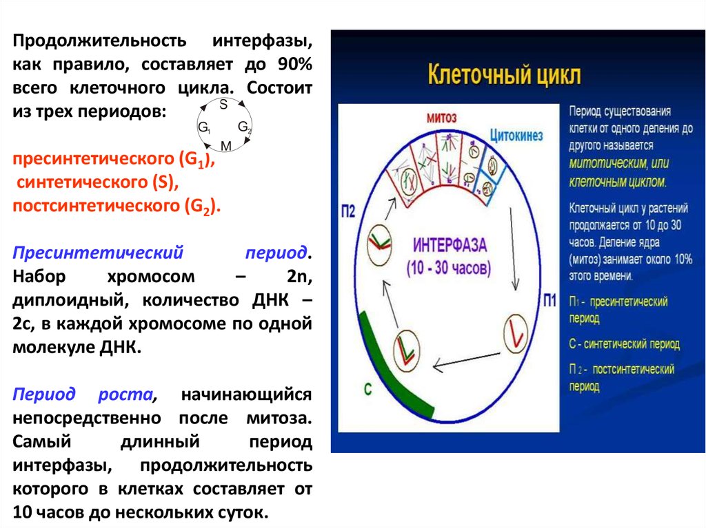 Что происходит в интерфазе