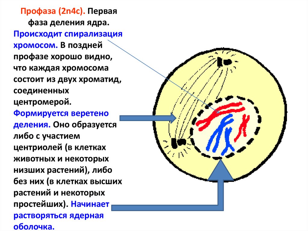 В профазе происходит спирализация хромосом. Профаза 2. Мейоз Веретено деления рисунок профаза 2. Профаза митоза ядрышко. Профаза спирализация хромосом.