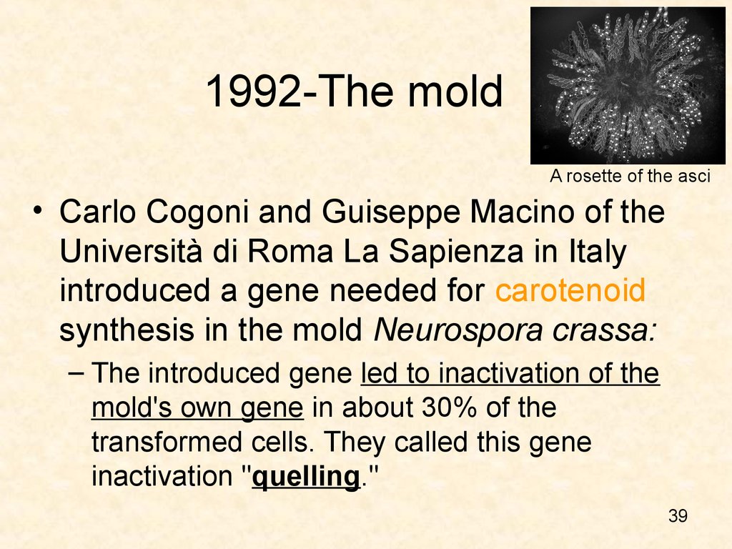 1992-The mold