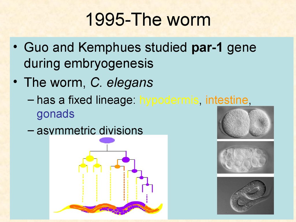 1995-The worm