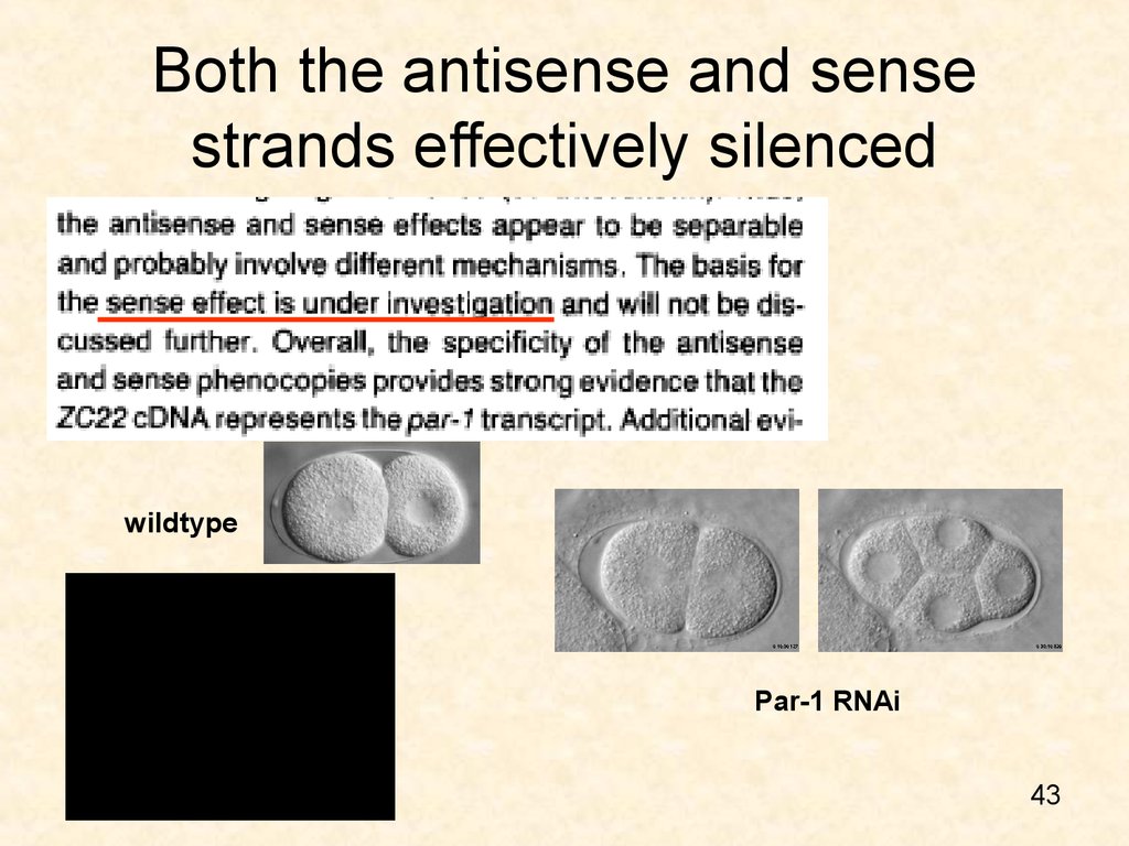 Both the antisense and sense strands effectively silenced
