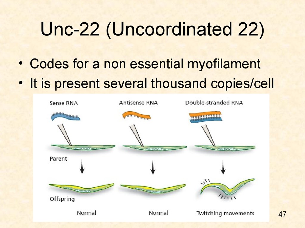 Unc-22 (Uncoordinated 22)