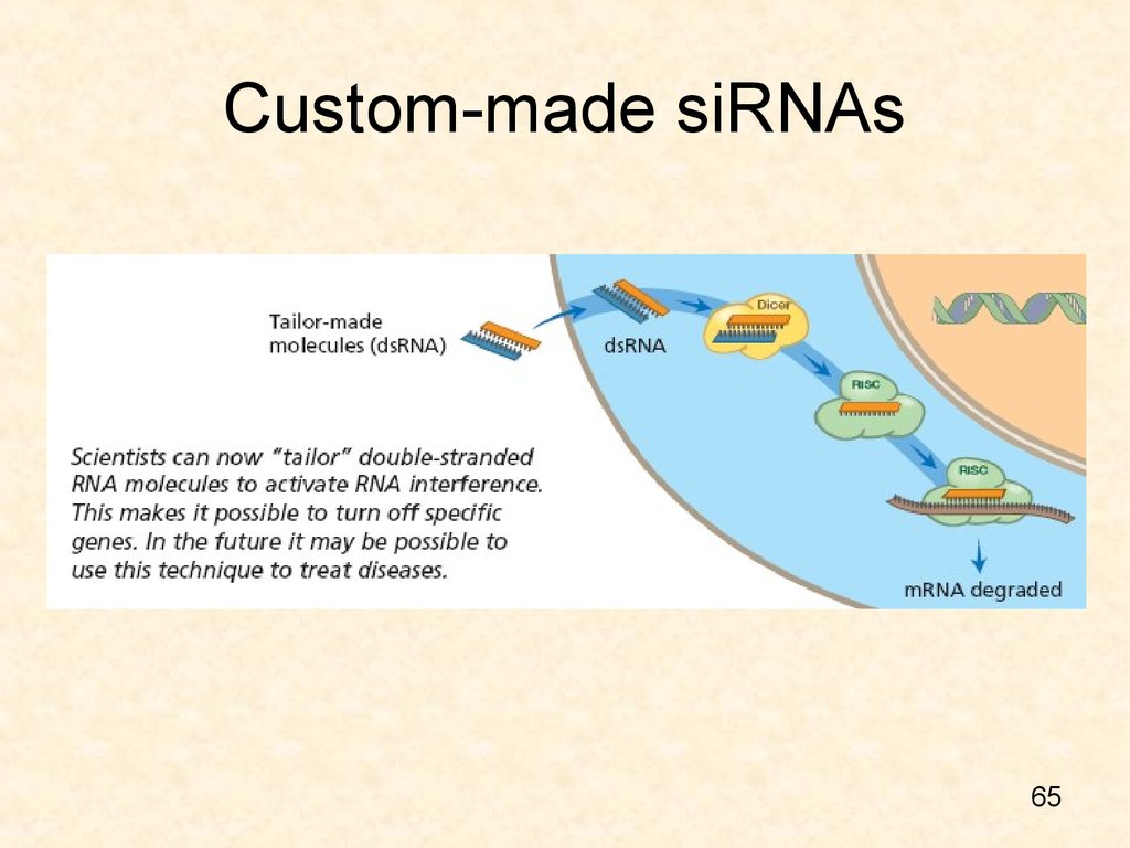 Custom-made siRNAs