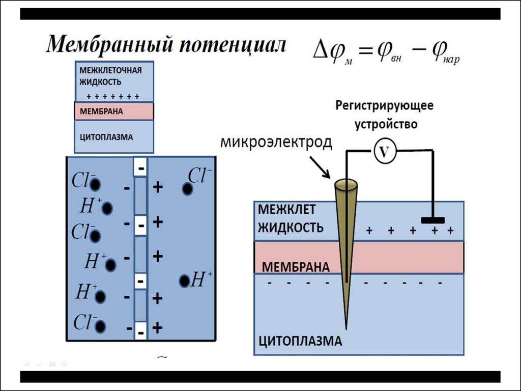 Мембрана жидкость. Измерение мембранного потенциала покоя схема. Измерение мембранного потенциала покоя мышечного волокна схема. Схема регистрации мембранного потенциала клетки. Методы регистрации биопотенциалов.