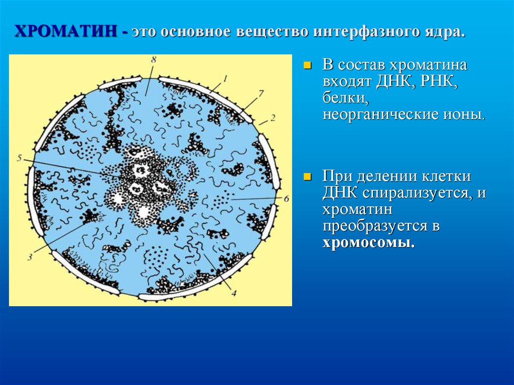 2 хроматина