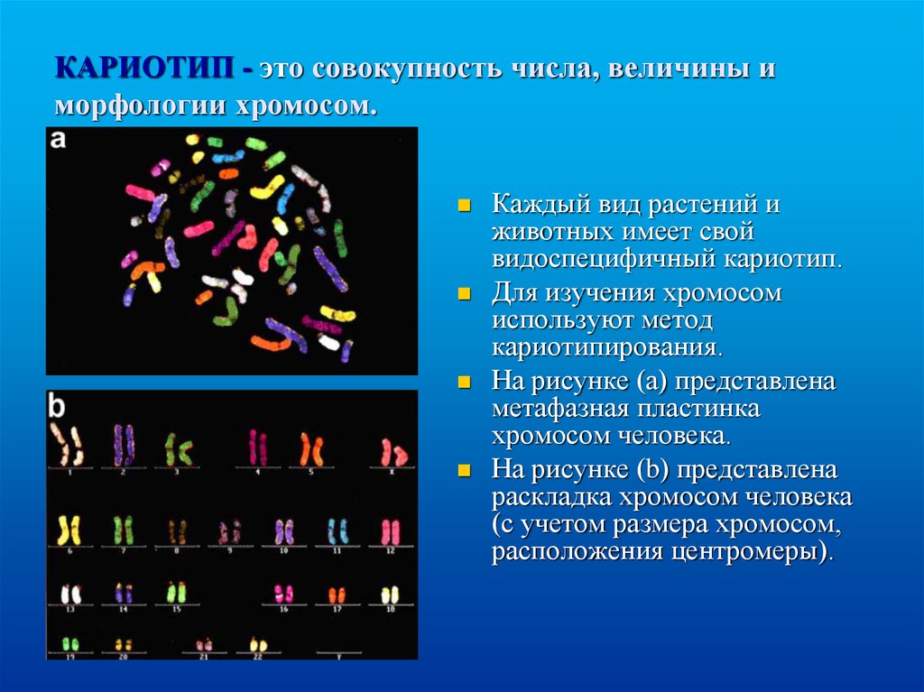 Число хромосом в кариотипе