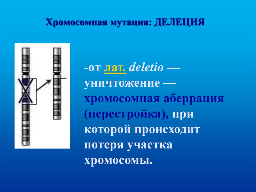 Рассмотрите фотографии хромосомных мутаций делеции инверсии дупликации