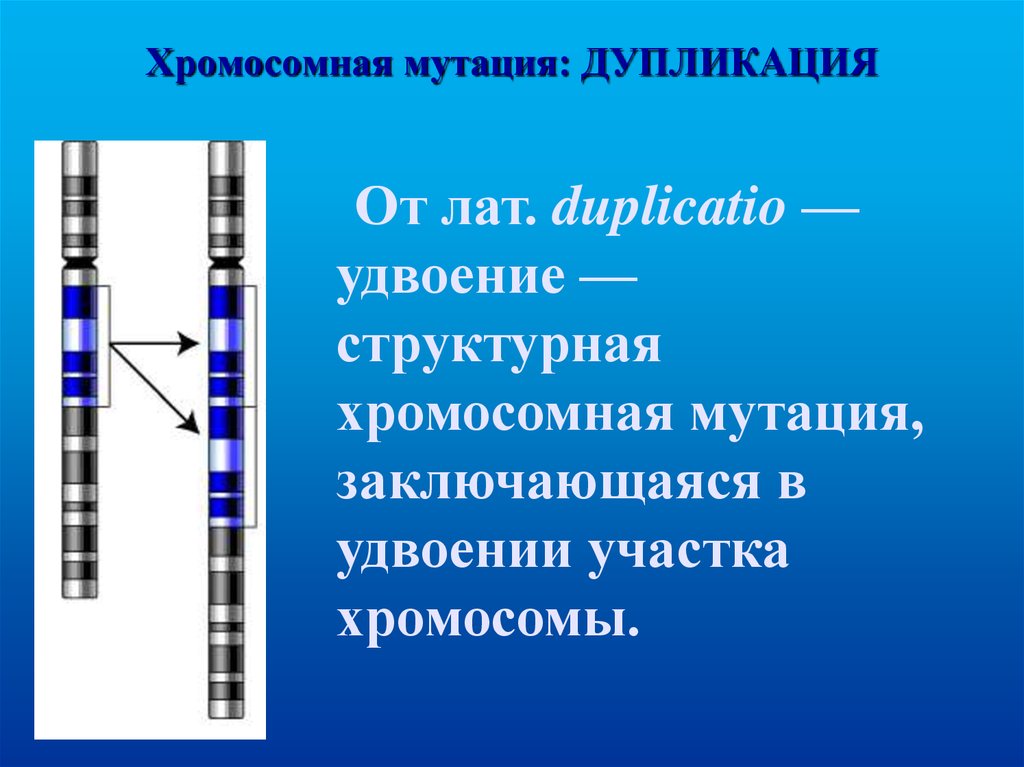 Хромосомные мутации картинки