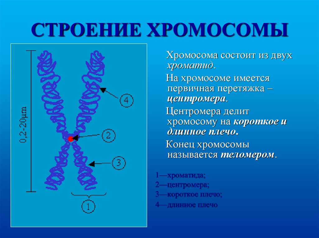 Внутреннее строение хромосом. Хромосомы хроматин строение и функции. Хромосомы строение и функции таблица. Хромом ы особенности строения. Строение хромосомы студариум.
