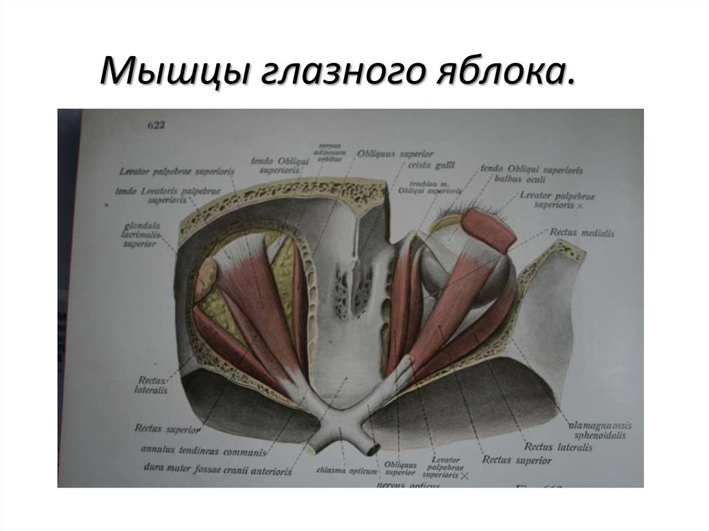 Мышцы иннервирующие глазное яблоко