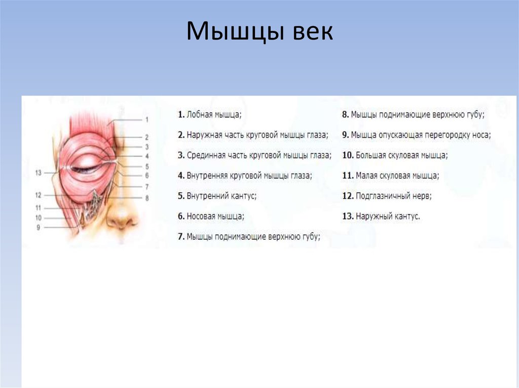 Веки являются. Мышца поднимающая верхнее веко. Круговая мышца глаза иннервация. Функция круговой глазной мышцы. Мышцы Нижнего века анатомия.