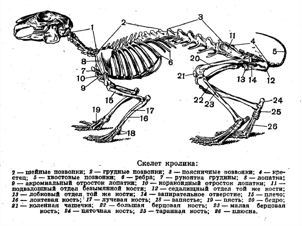 Особенности строения скелета черепа млекопитающих. Строение скелета млекопитающих кролика. Строение скелета кролика. Строение скелета кролика с подписями. Скелет кролика биология.