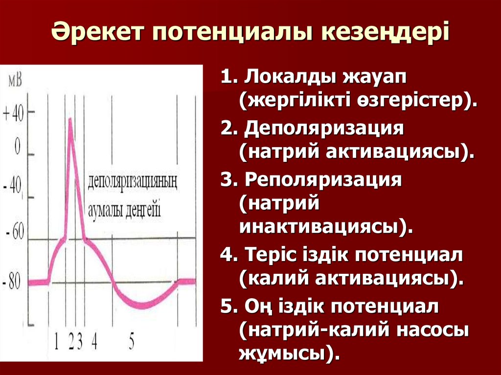 Мембраналық рецепторлар арқылы гормондық сигналдардың берілуі