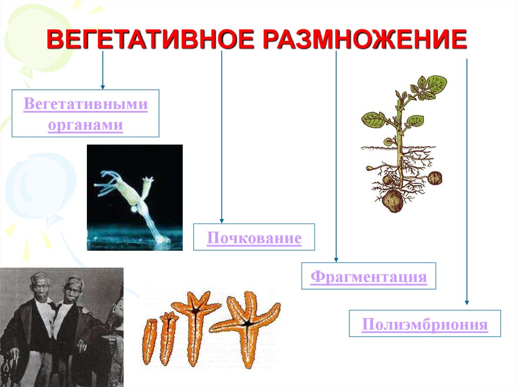 Вегетативное фрагментация