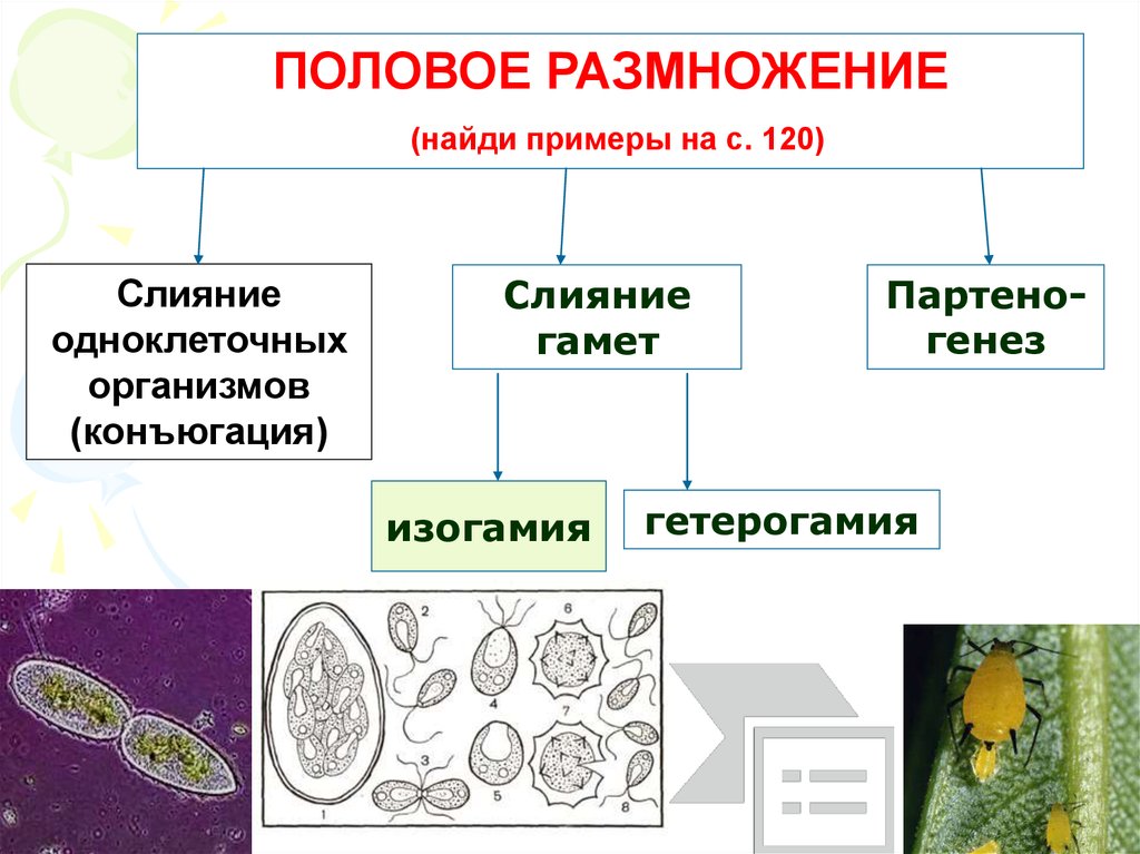 Размножение презентация