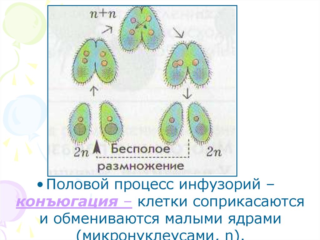 Конъюгация у инфузорий схема