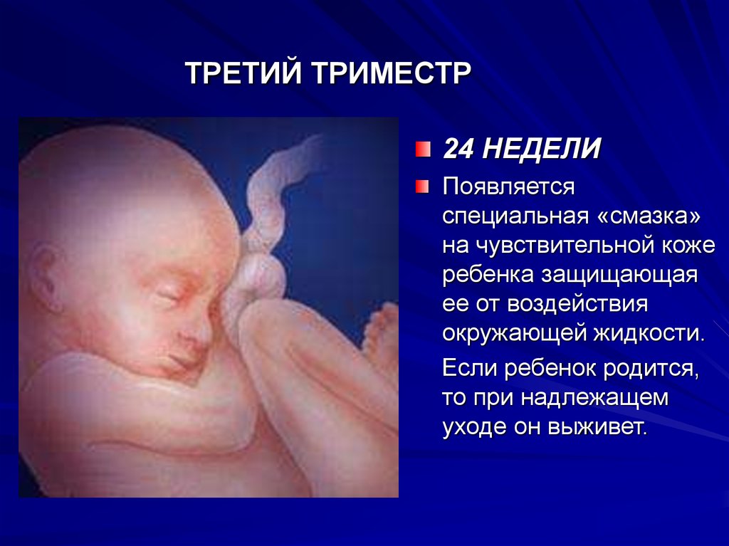 Недели ребенок жизнеспособен. 24 Недели беременности триместр. Третий триместр беременности. Третий триммер беременности. Триместры беременности.