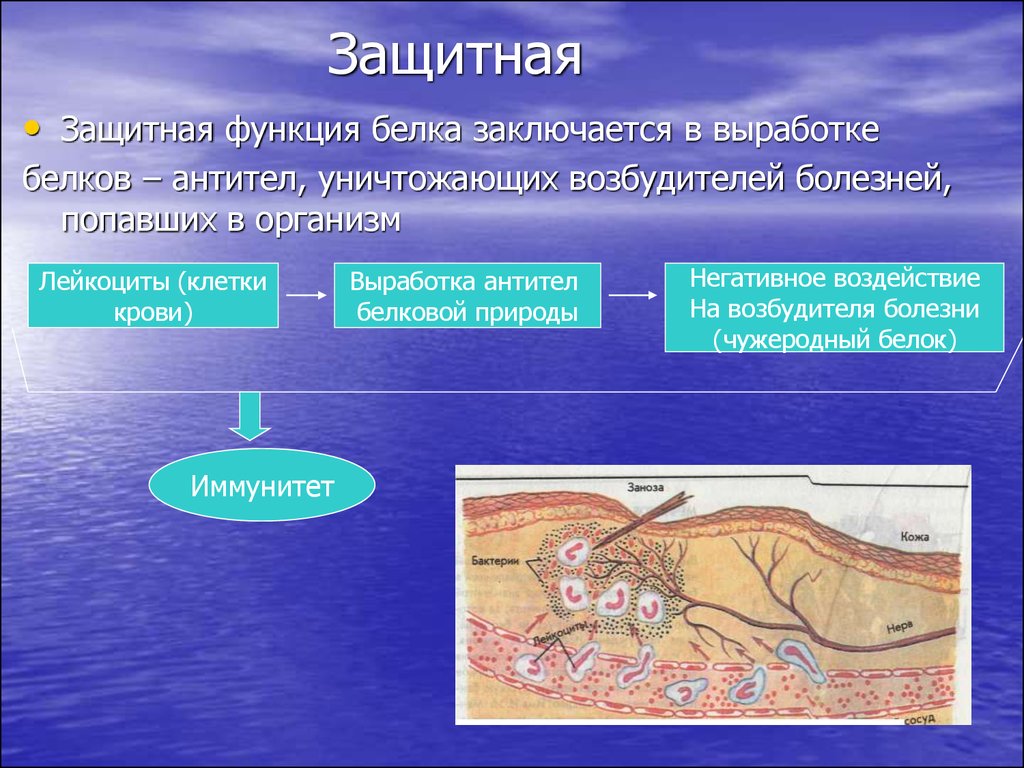 2 выполняет защитную функцию. Защитная функция белков. Защитная функция белков заключается в. Защитную функцию выполняют белки. Функции защитной функции белка.