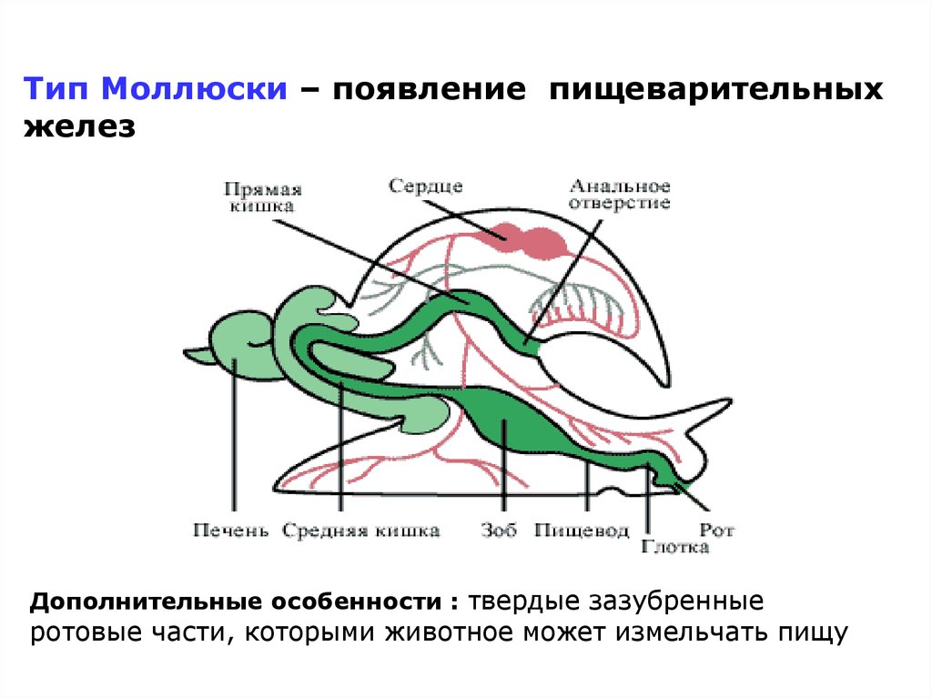 Зеленая железа у ракообразных к какой системе. Пищеварительная система моллюсков 7 класс. Пищеварительная система система брюхоногих.