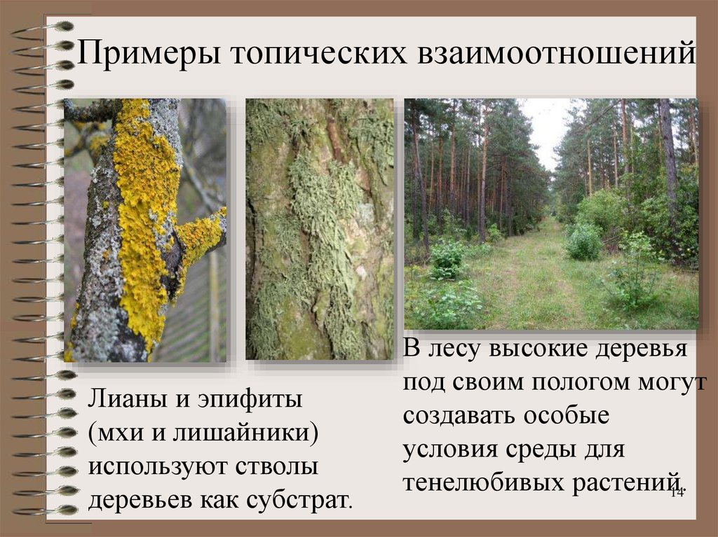 Примеры связей в лесу. Топические связи. Топические отношения примеры. Топические примеры. Топические связи в биоценозе примеры.