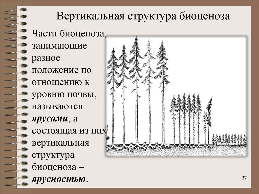 Вертикальное составляющее. Ярусы вертикальной структуры биоценоза. Горизонтальная структура биоценоза ярусность. Вертикальная и горизонтальная структура биоценоза. Вертикальная структура биоценоза (ярусность).