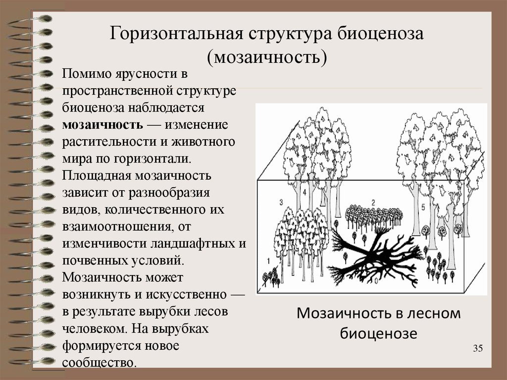 Горизонтальное сообщество. Горизонтальная структура биоценоза мозаичность. Горизонтальная пространственная структура биоценоза. Горизонтальная структура биоценоза ярусность. Структура биоценоза мозаичность.