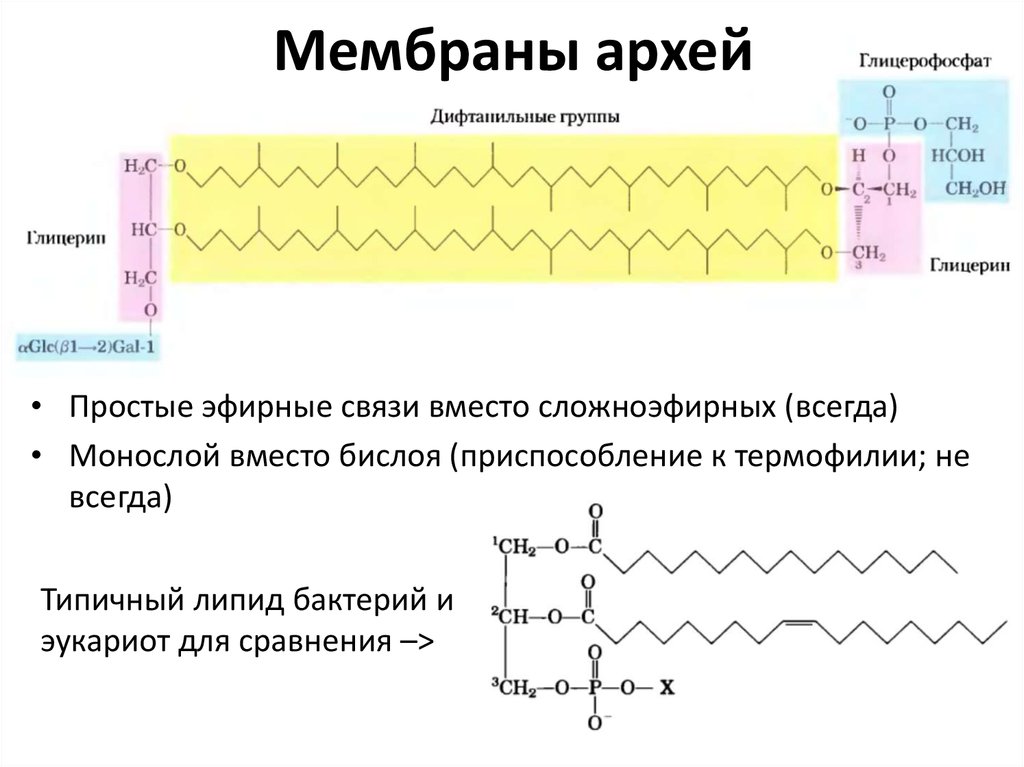 Строение архей. Мембрана Архей. Цитоплазматическая мембрана Архей. Клеточная мембрана Архей. Строение Архей и бактерий.