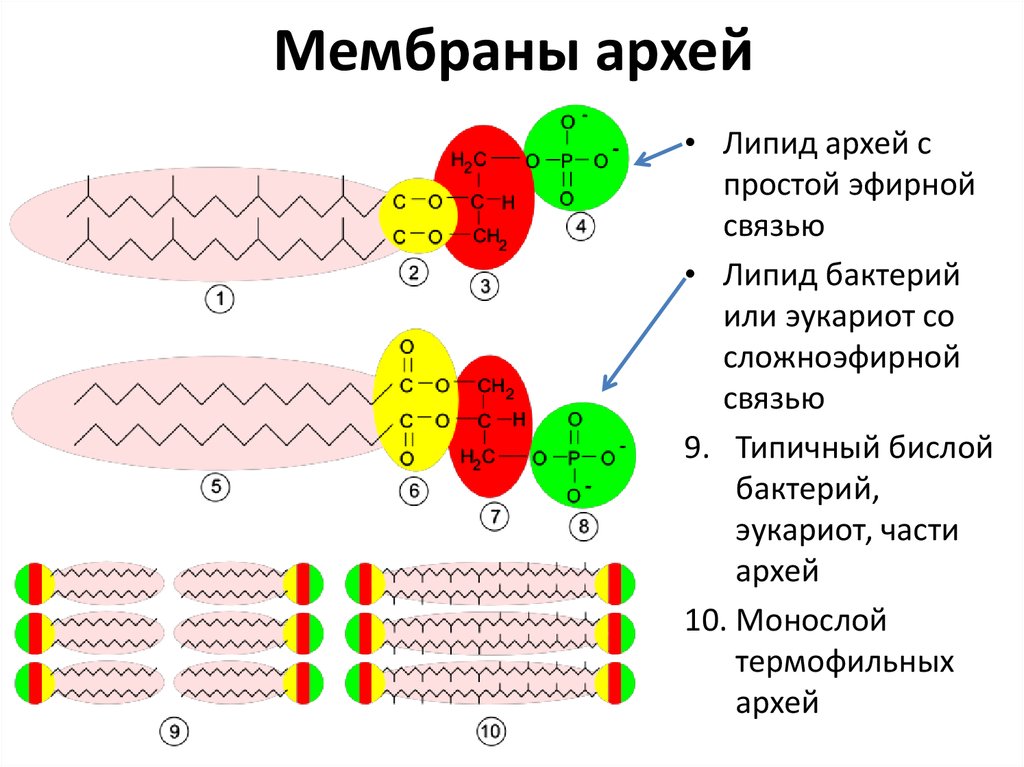 Признаки архей