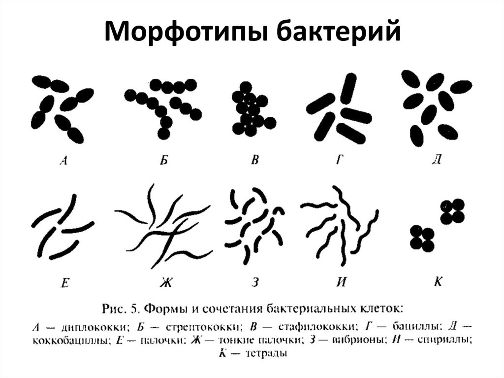 Какие формы бактерий изображены на рисунках