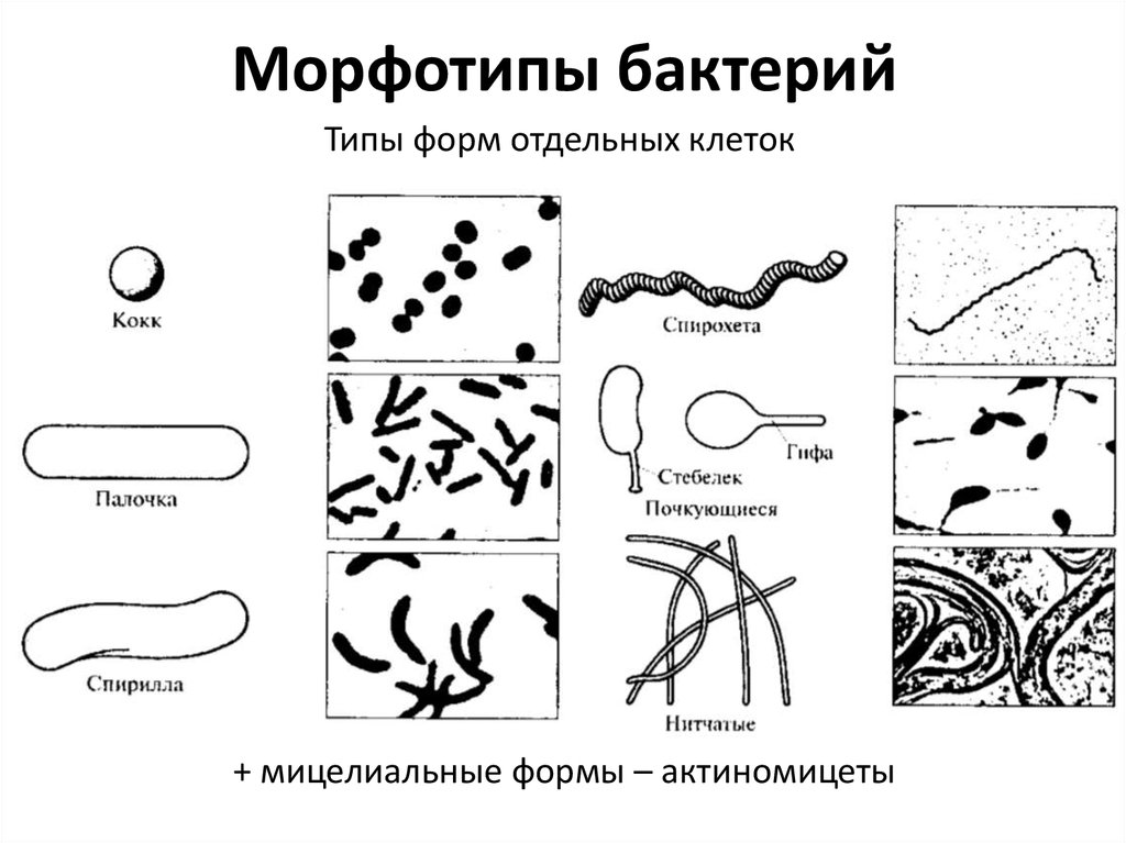 S форма бактерий