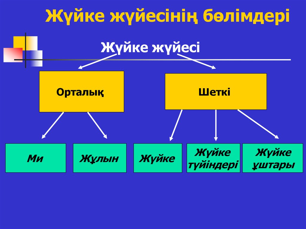 Ішкі мүшелер жұмысының жүйкелік реттелуі. Жүйке жүйесі презентация. Нерв жүйесі. Жүйке физиологиясы презентация. Жүйке жүйесі физиологиясы презентация.