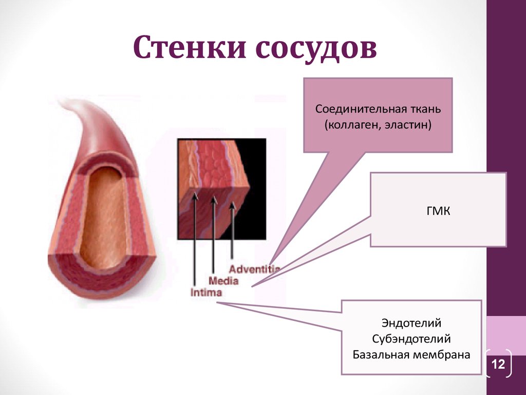 Стенки кровеносных