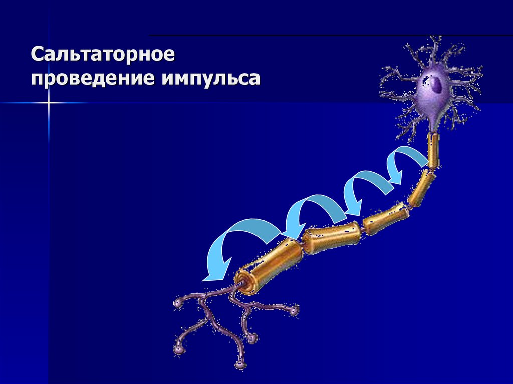 Проведение импульса. Сальтаторный механизм проведения импульса. Сальтаторное проведение нервного импульса. Сальтаторное проведение. Сальтаторный Тип проведения возбуждения.