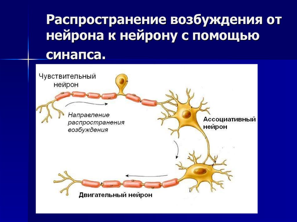 Процесс возбуждения нервных клеток. Передача нервного импульса по нейрону. Возбуждения по нервной клетке. Возбуждение нейрона. Возбудимость нейрона.