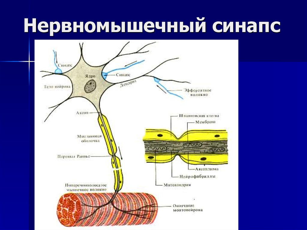 Ткань передающая импульс. Строение нейрона и синапса. Нервно-мышечный синапс рисунок. Нервное волокно мышечный синапс. Строение нейрона.