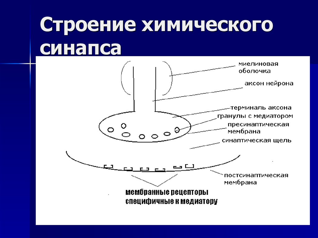 Схема химического синапса