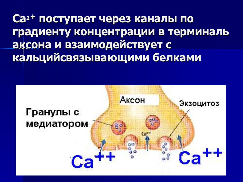 Проведение возбуждения в синапсах. Терминаль аксона. Экзоцитоз медиатора. Терминаль это физиология. Кальцийсвязывающим белком.