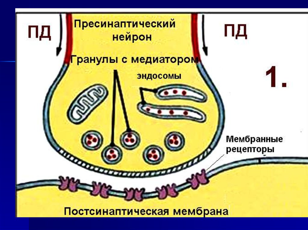 Жизненный цикл медиатора. Жизненный цикл нейромедиатора. Антидромное проведение возбуждения. Постсинаптическая потенциация.