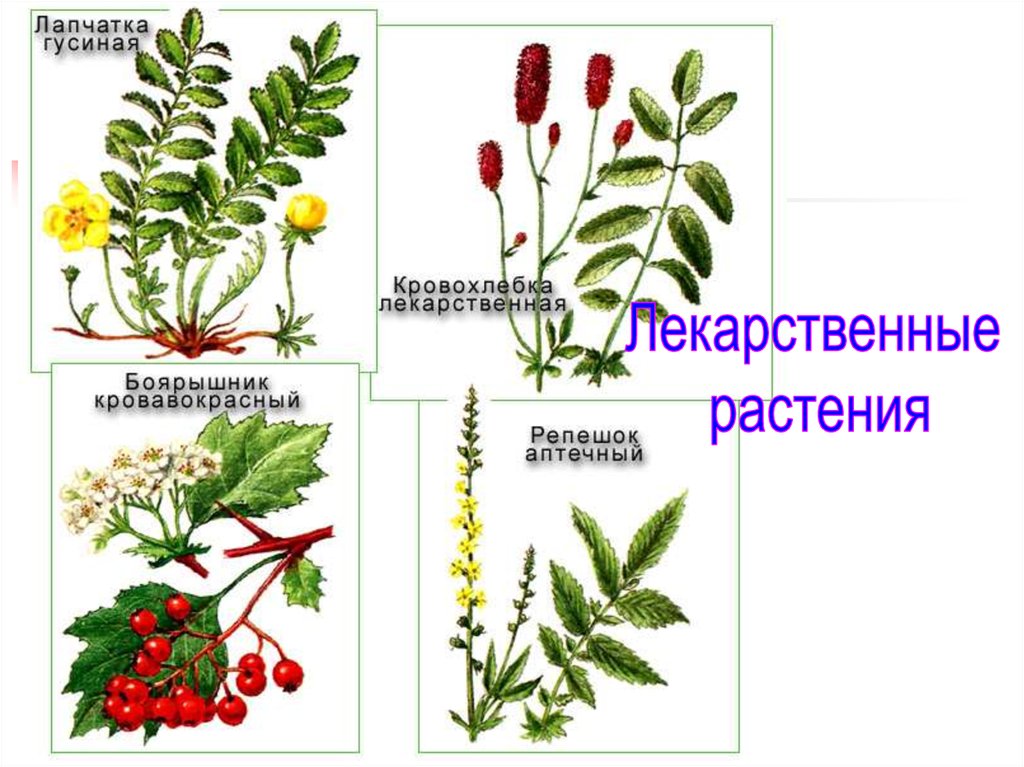 Семейство розоцветные рисунок