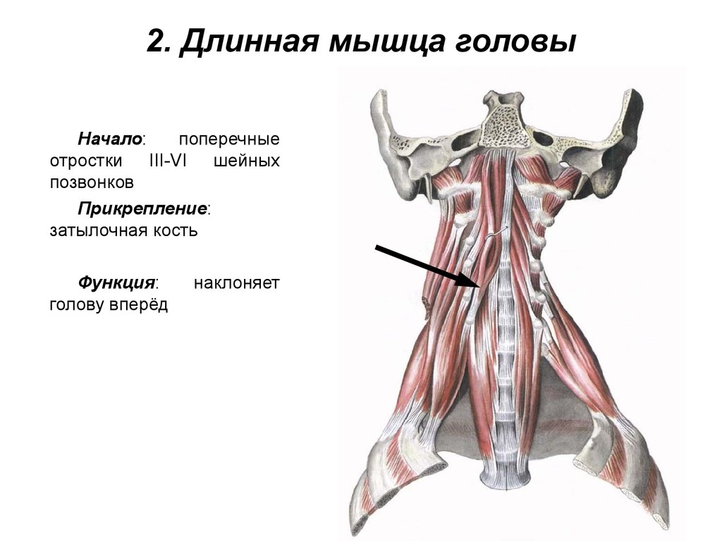 2. Длинная мышца головы