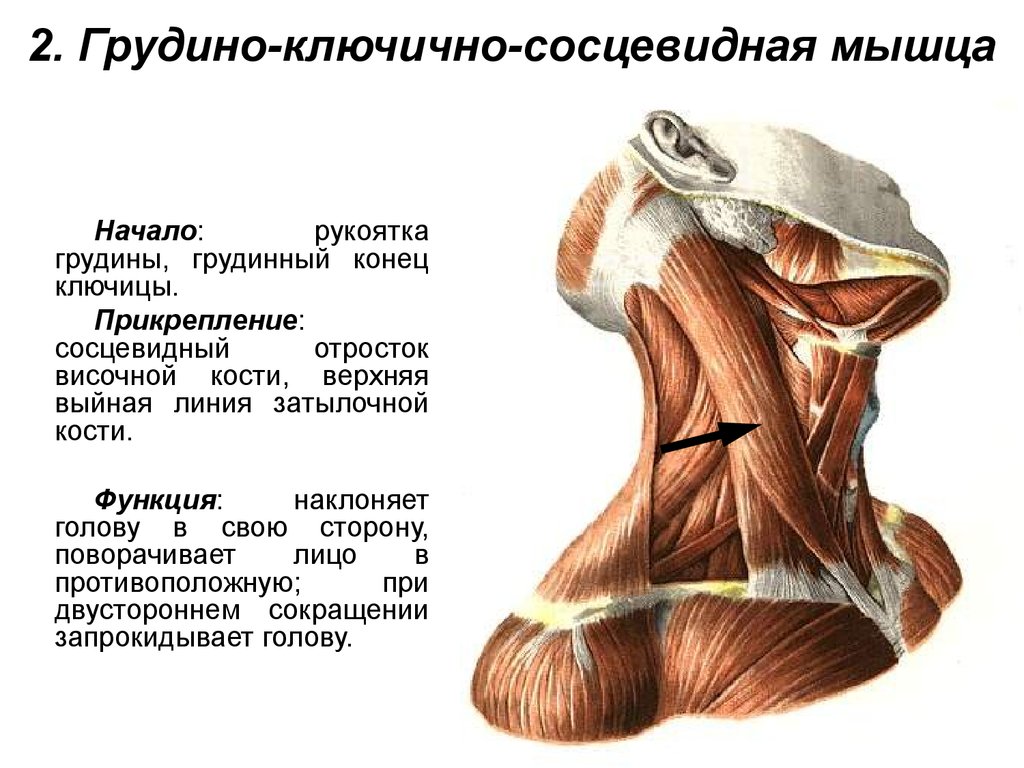 2. Грудино-ключично-сосцевидная мышца