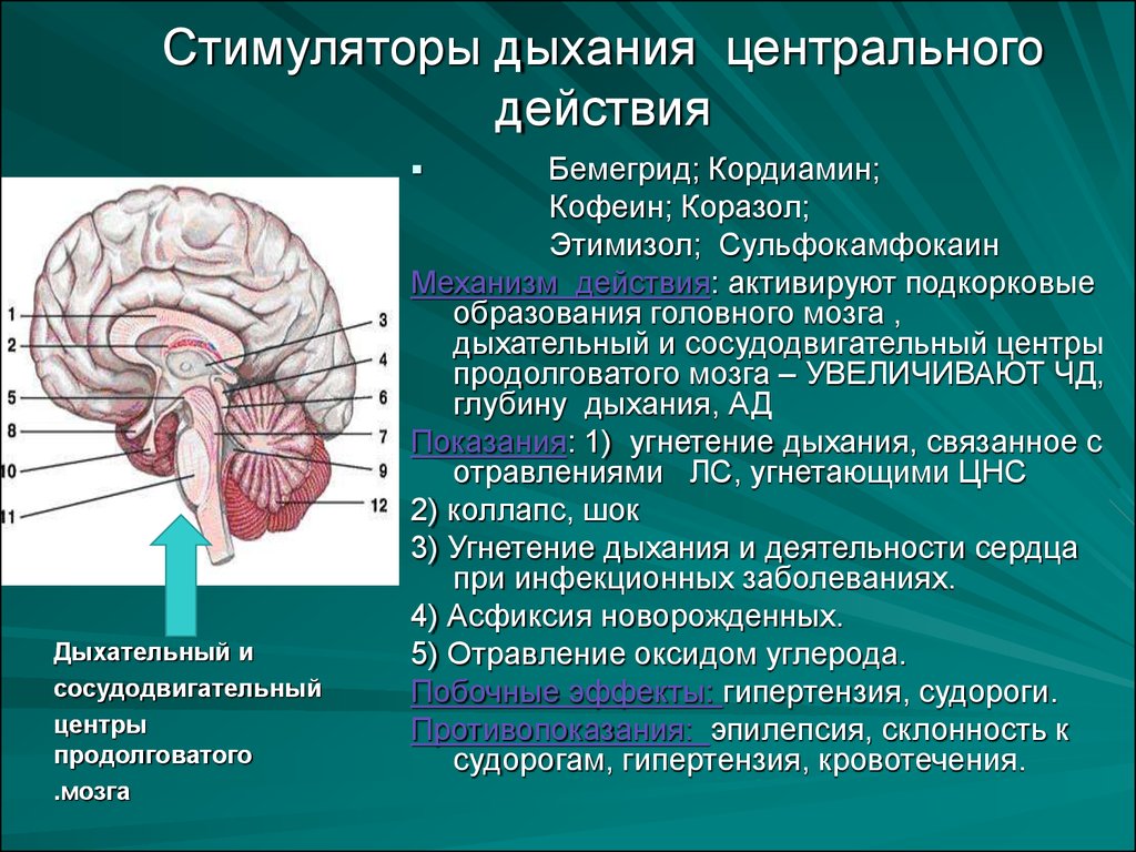 Дыхательный центр находится в. Стимуляторы дыхательного центра. Сосудодвигательный и дыхательный центры продолговатого мозга. Дыхательный центр продолговатого мозга. Отделы дыхательного центра в продолговатом мозге.