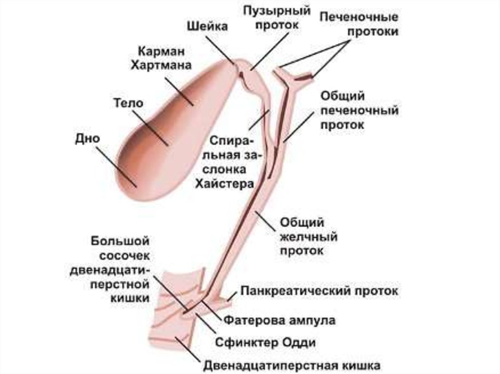 Схема наружных желчевыводящих путей