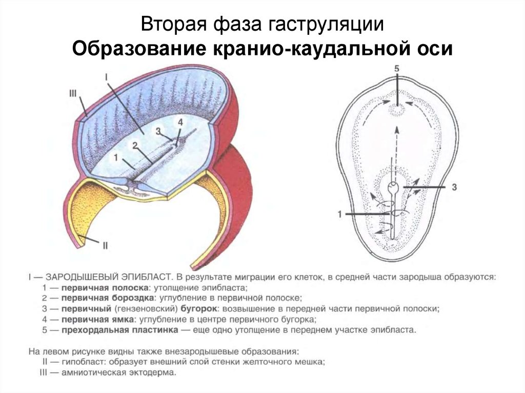 Оси зародыша. Вторая фаза гаструляции у человека. Вторая фаза гаструляции зародыша человека. Зародыш в конце 2 фазы гаструляции. Схема гаструляции у зародыша человека.